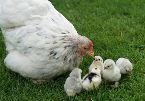 Quel est l’impact des vitamines sur la santé des animaux ?