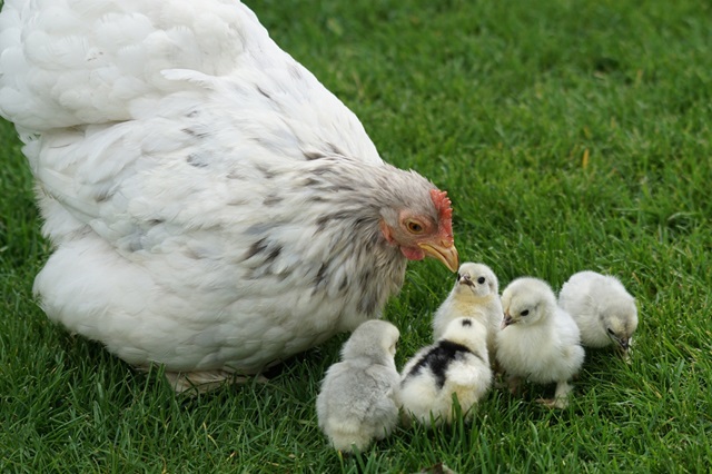 vitamines sur la santé des animaux